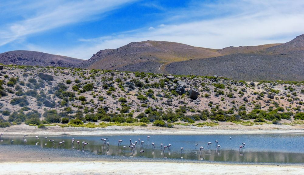 El número de flamencos ha disminuido considerablemente en esta zona. El número de flamencos ha disminuido considerablemente en esta zona.