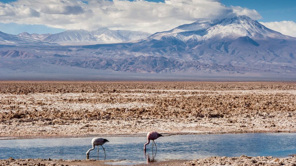 Los flamencos andinos (Phoenicopterus andinus) se alimentan en el Salar de Atacama, Chile. Esta es una de las dos especies de flamencos amenazadas por la minería de litio en la región.