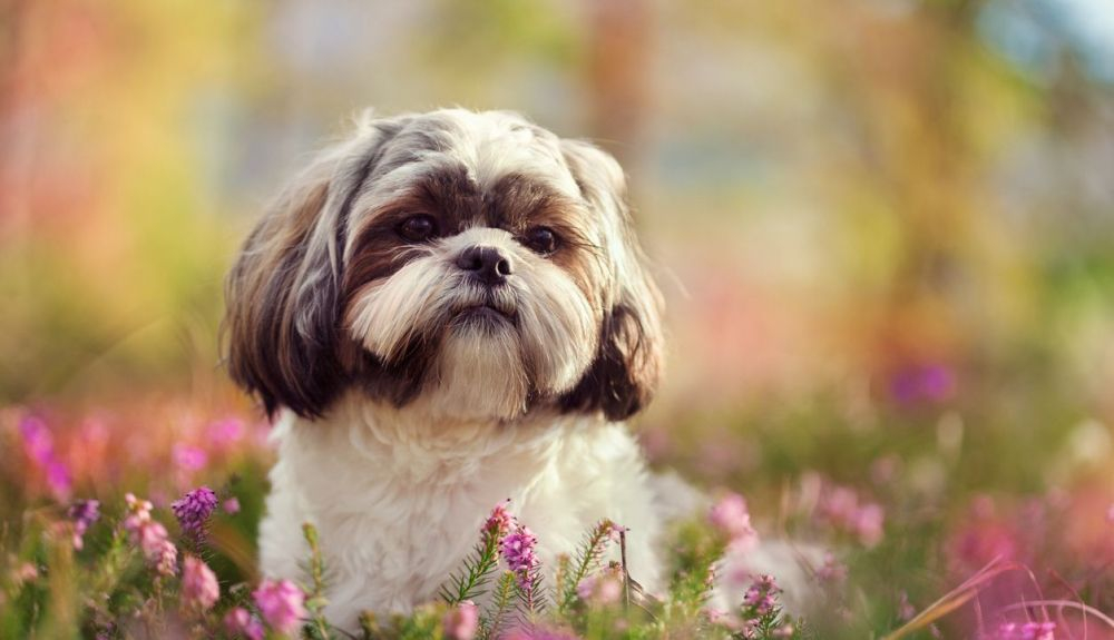 El shih tzu se traduce como perro león en chino.