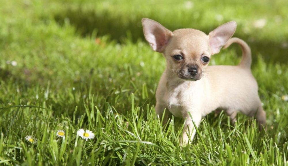 El Chihuahua está considerada la raza más pequeña del mundo.