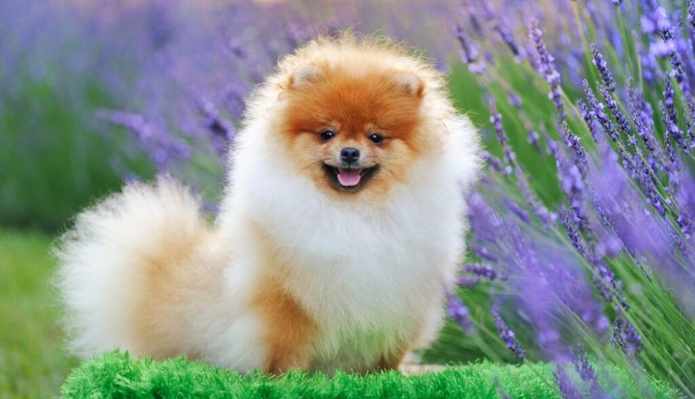 El pomerania es un perro clásico de compañía.