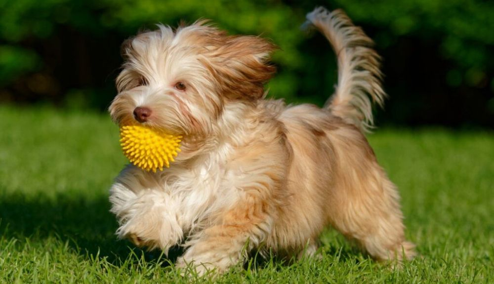 El bichón habanero también es conocido como perro de seda de La Habana.