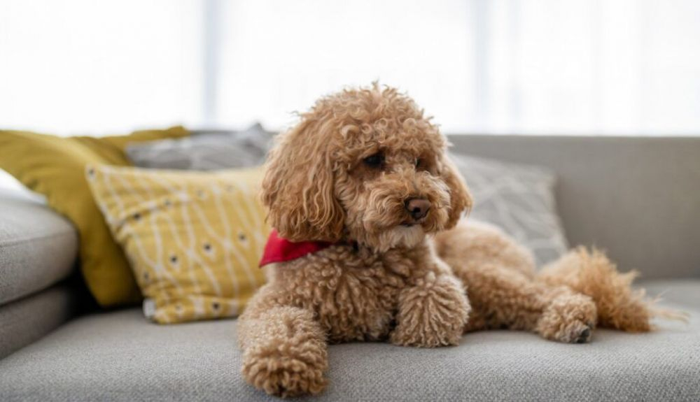 El caniche toy es el más pequeño de su categoría.