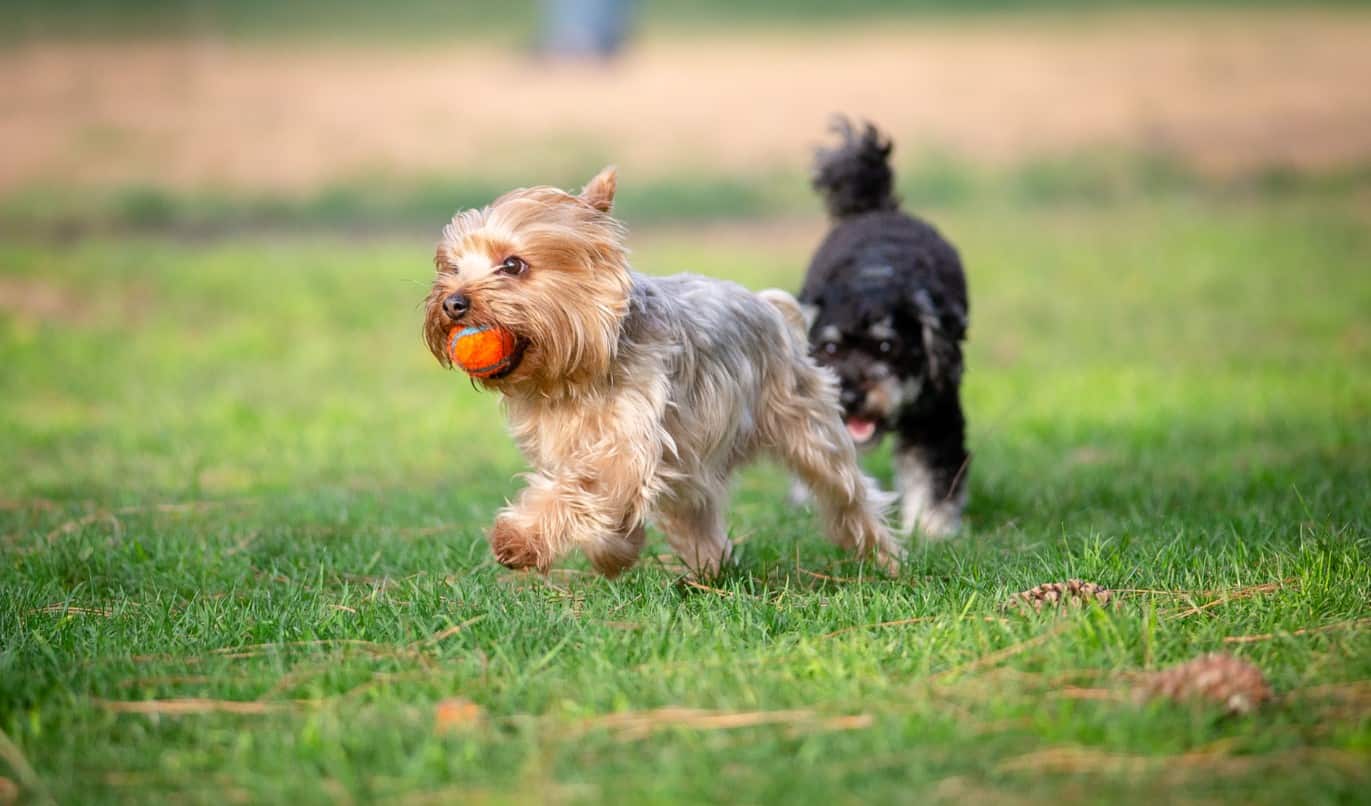 Las razas de perros más pequeñas son excelentes para los dueños novatos.