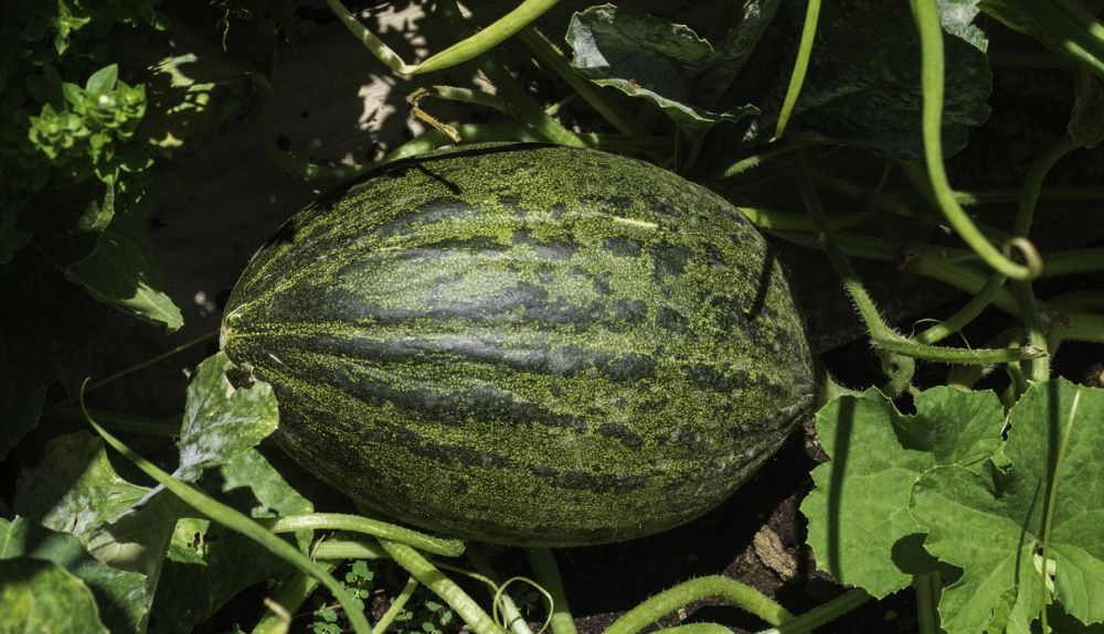 El melón es una fruta con un aporte calórico mínimo. El melón es una fruta con un aporte calórico mínimo.