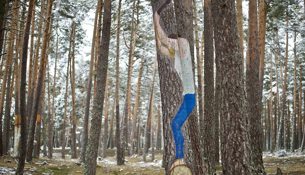 La gestión forestal consolida los beneficios de los boques que, como sabemos, son innumerables.