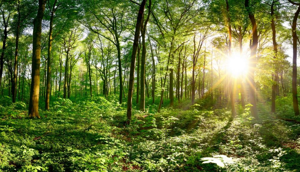 Los ecosistemas forestales se clasifican en tropicales, templados o boreales. Los ecosistemas forestales se clasifican en tropicales, templados o boreales.