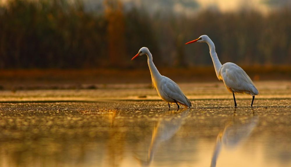 Los ecosistemas de agua dulce son el hogar de algo más que peces.