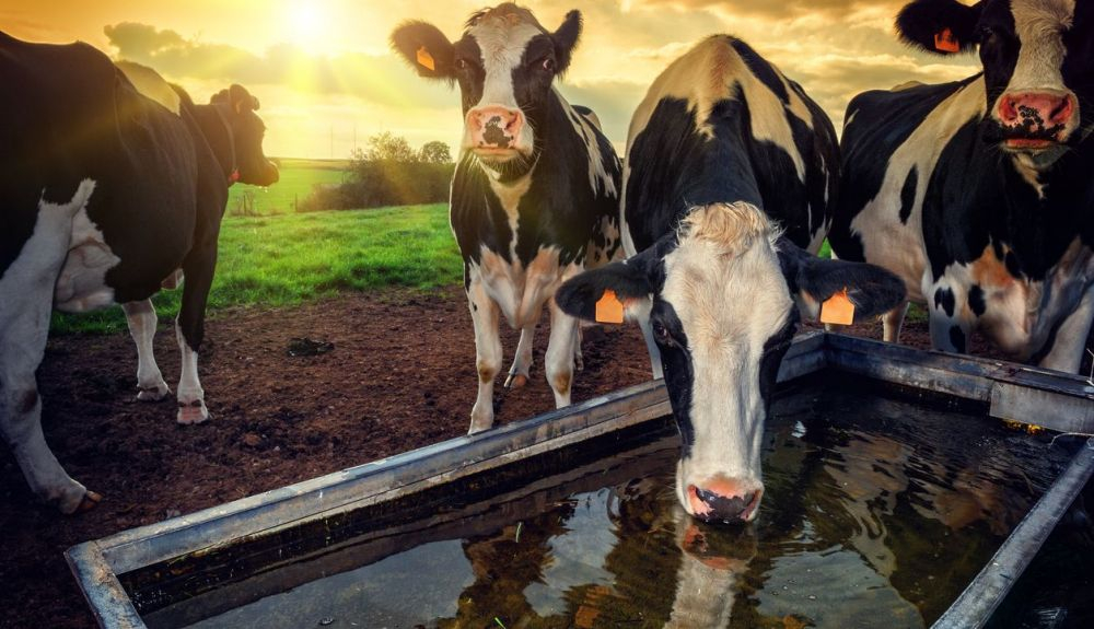 Hasta ahora no se habían estudiado los riesgos y beneficios de la desinfección del agua. Hasta ahora no se habían estudiado los riesgos y beneficios de la desinfección del agua.