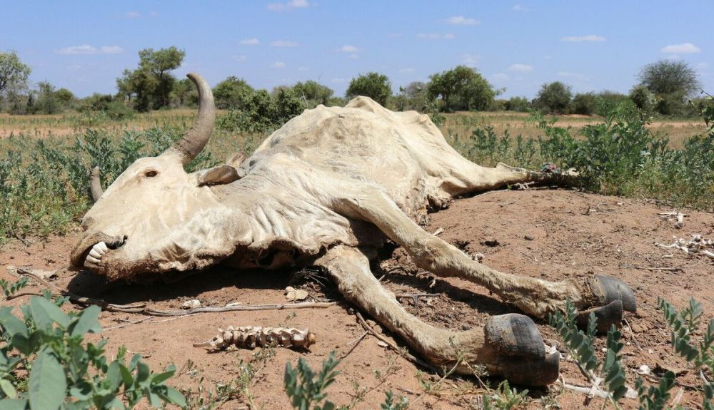 Cadáver de una vaca muerta en la aldea de dhoobley, afectada por la sequía, cerca de la ciudad de Kismayo en el estado de Jubaland, Somalia. Cadáver de una vaca muerta en la aldea de dhoobley, afectada por la sequía, cerca de la ciudad de Kismayo en el estado de Jubaland, Somalia.
