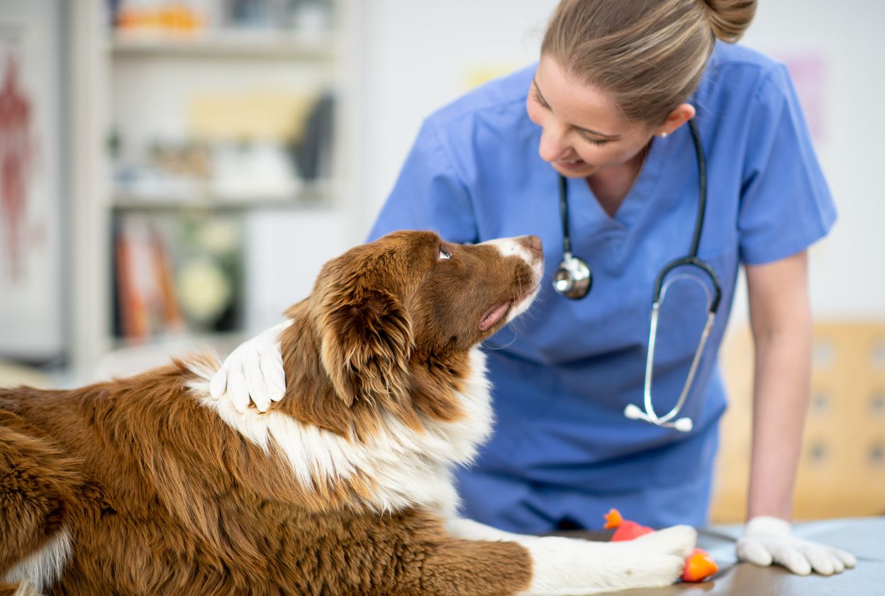 El embarazo psicológico en perros es una consulta veterinaria muy habitual.