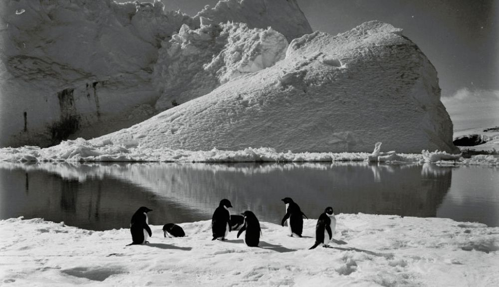 Fotografía de pingüinos tomadas durante la expedición. Fotografía de pingüinos tomadas durante la expedición.