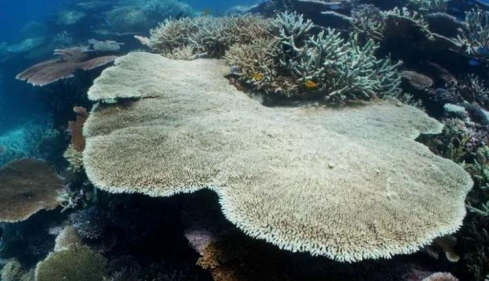 El cambio climático está impulsando el blanqueamiento de los arrecifes de coral.