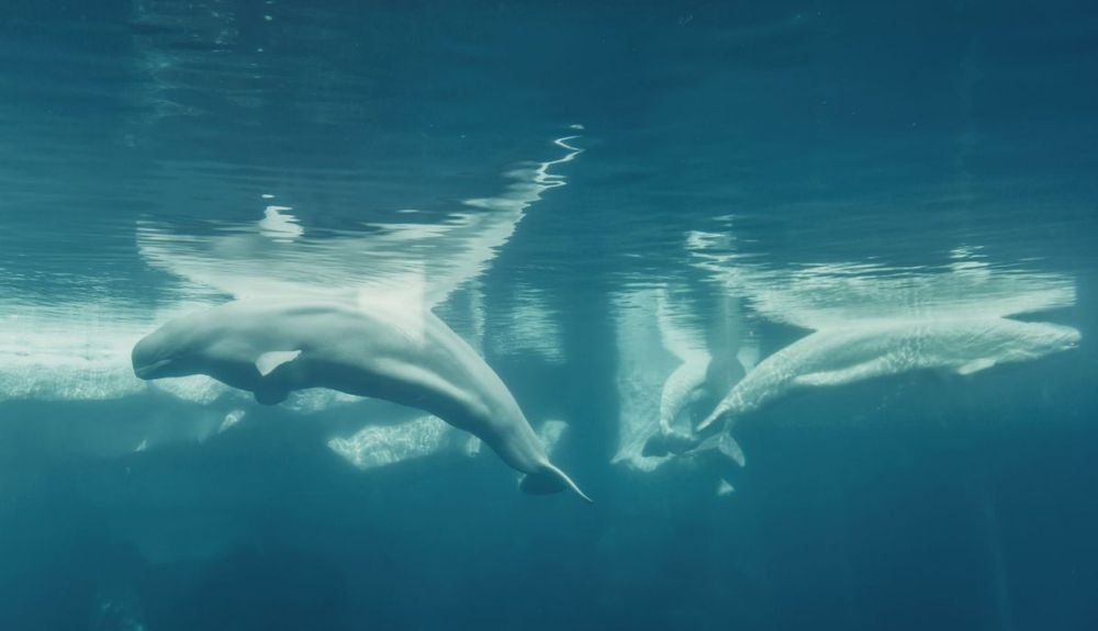 La ballena blanca depende del hielo marino para protegerse de las orcas depredadoras. La ballena blanca depende del hielo marino para protegerse de las orcas depredadoras.