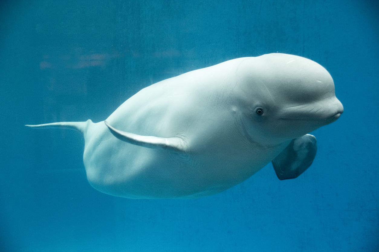La ballena blanca es un mamífero marino que, actualmente, se enfrenta a numerosas amenazas.