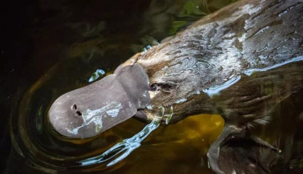 El ornitorrinco se encuentra en Tasmania y Australia. El ornitorrinco se encuentra en Tasmania y Australia.