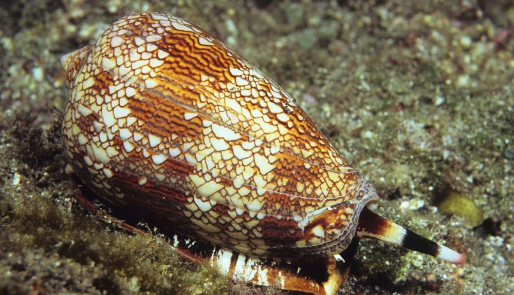 El nuevo péptido se descubrió en uno de los ocho grupos de caracoles cono cazadores, el menos conocido, los conos Asprella.