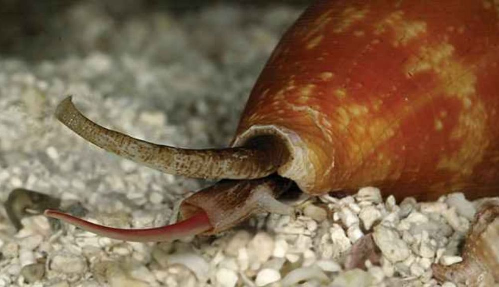 La ventaja de los caracoles cono es que hay muchas especies.