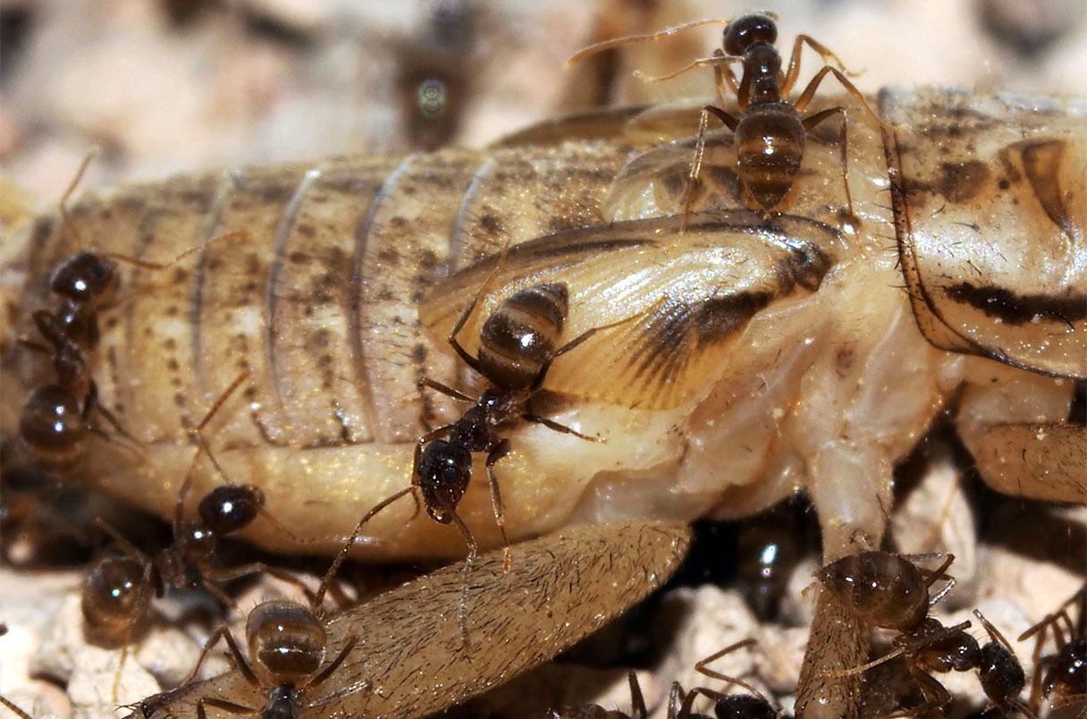 Las hormigas locas invasoras podrían encontrar a su peor enemigo en un misterioso patógeno similar a un hongo.