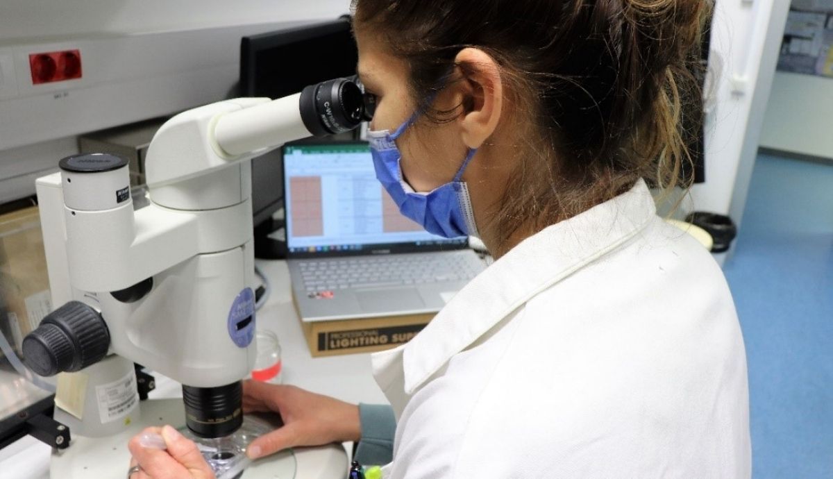 La primera autora del estudio, Melissa Faria, observa larvas de peces tratadas con el insecticida.