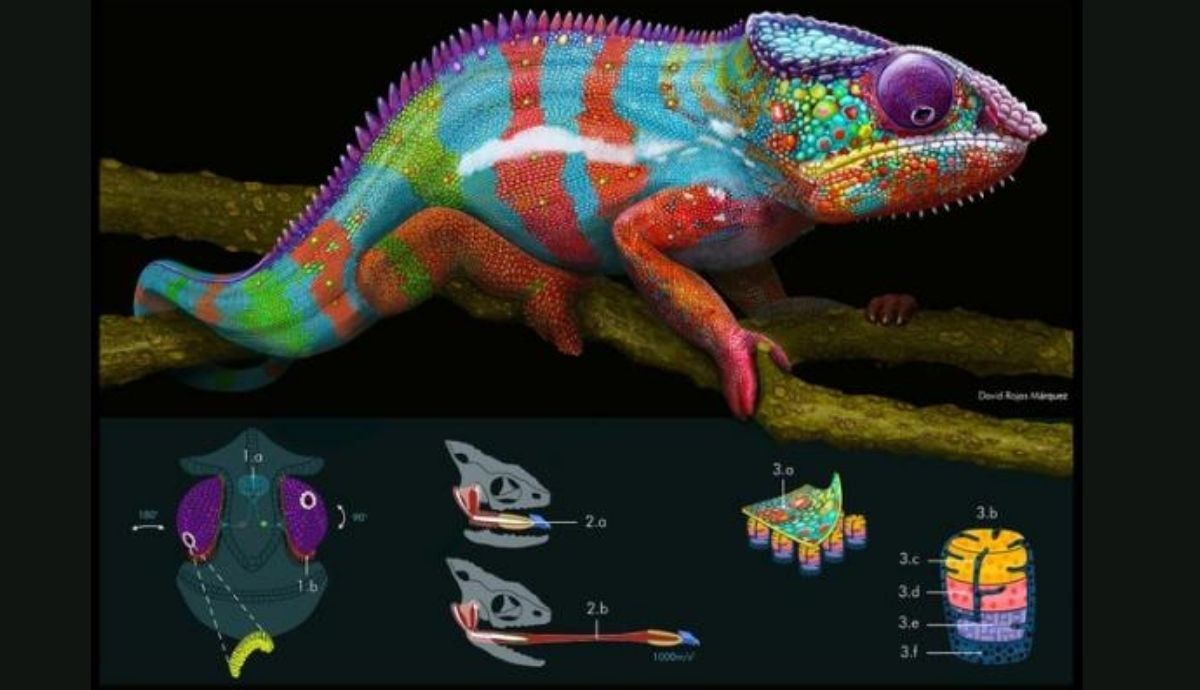 Obra ganadra en la categoría de ilustración científica del Premio Illustraciencia.