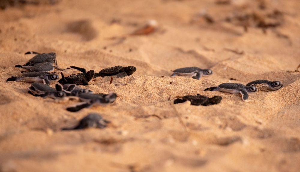 Las tortugas bobas nacen en las playas de Japón y resurgen, años después, frente a la costa de Baja California. Las tortugas bobas nacen en las playas de Japón y resurgen, años después, frente a la costa de Baja California.