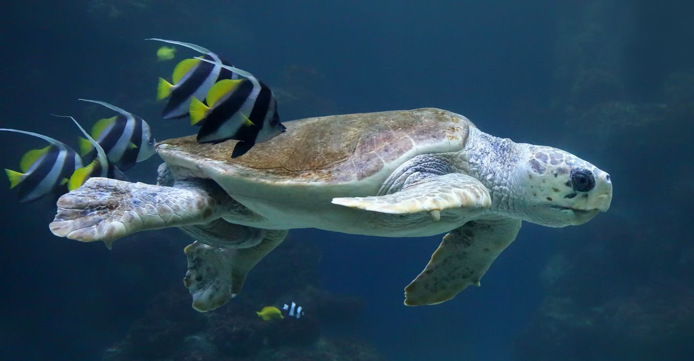 Las tortugas bobas emprenden largos viajes por el Pacífico.