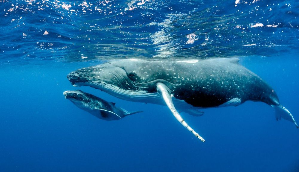 Las ballenas son mamíferos marinos de gran tamaño.