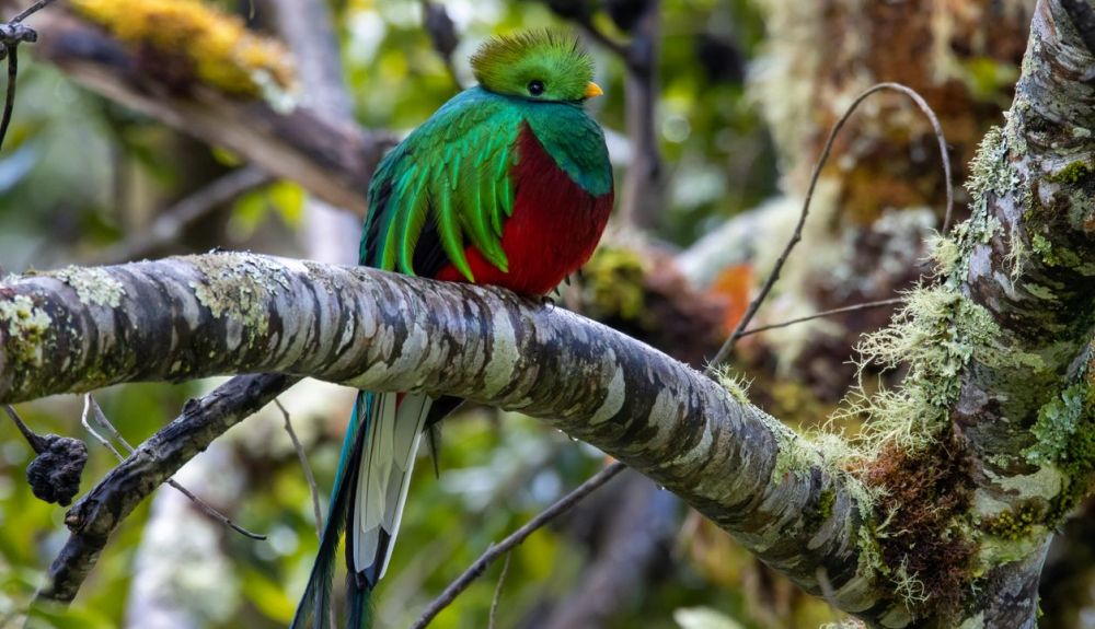 El quetzal pertenece a la familia de los trogones y es el ave nacional de Guatemala. El quetzal pertenece a la familia de los trogones y es el ave nacional de Guatemala.