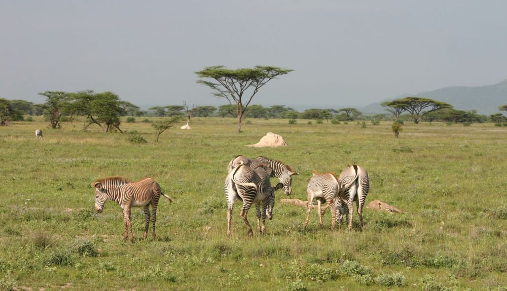 La cebra de Grevy (Equus grevyi) o cebra imperial es el équido salvaje existente más grande y la cebra más amenazada La cebra de Grevy (Equus grevyi) o cebra imperial es el équido salvaje existente más grande y la cebra más amenazada
