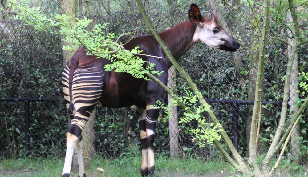 El okapi es nativo de la República Democrática del Congo.