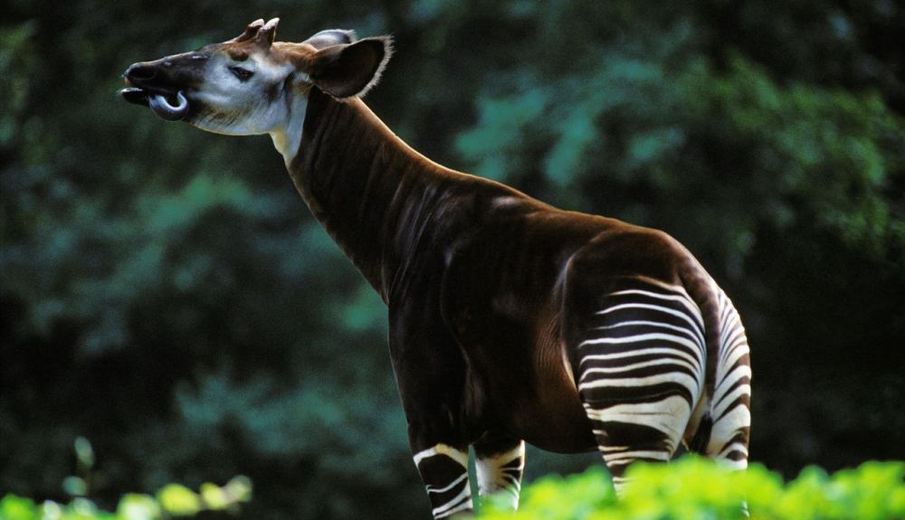 Los okapis machos tienen una estructura de cuerno llamada osicona.