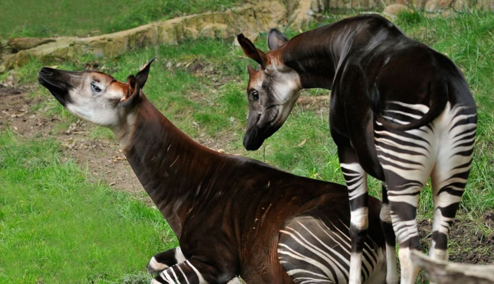 Los okapi segregan una glándula, que dejan durante las excursiones por el bosque.