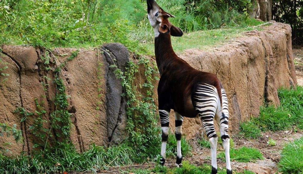 Se sabe cuando un okapi está emitiendo infrasonidos por su lenguaje corporal.