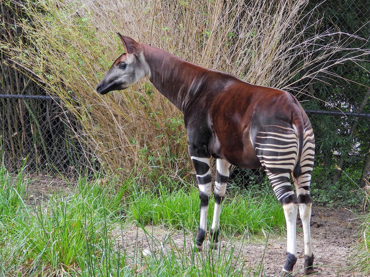 Los okapis son parientes cercanos de las jirafas.