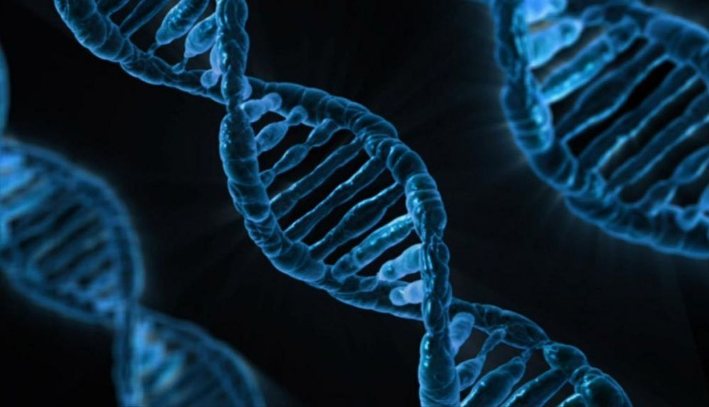 La versión completa del genoma humano se publicó recientemente en Science. La versión completa del genoma humano se publicó recientemente en Science.
