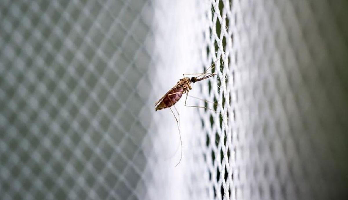 Los arbovirus más comunes son algunas de las enfermedades transmitidas por mosquitos y que producen pandemias.