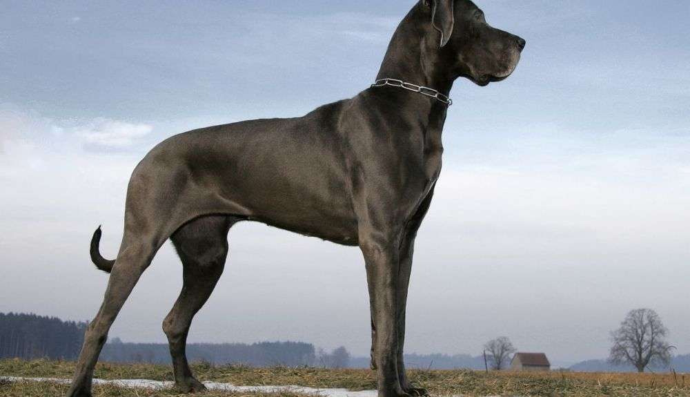 El gran danés se encuentra entre los perros más altos del mundo.