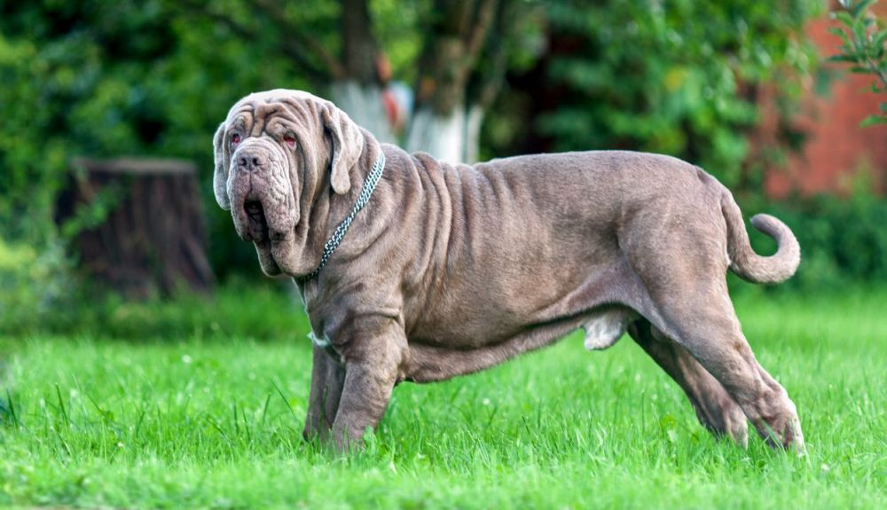 El mastín en general se encuentra, sin duda, entre las razas de perros más grandes en términos de masa total.