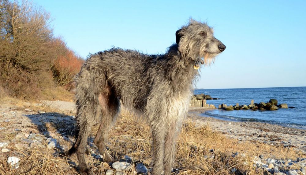 Deerhound escocés puede pesar hasta 50 kilos.