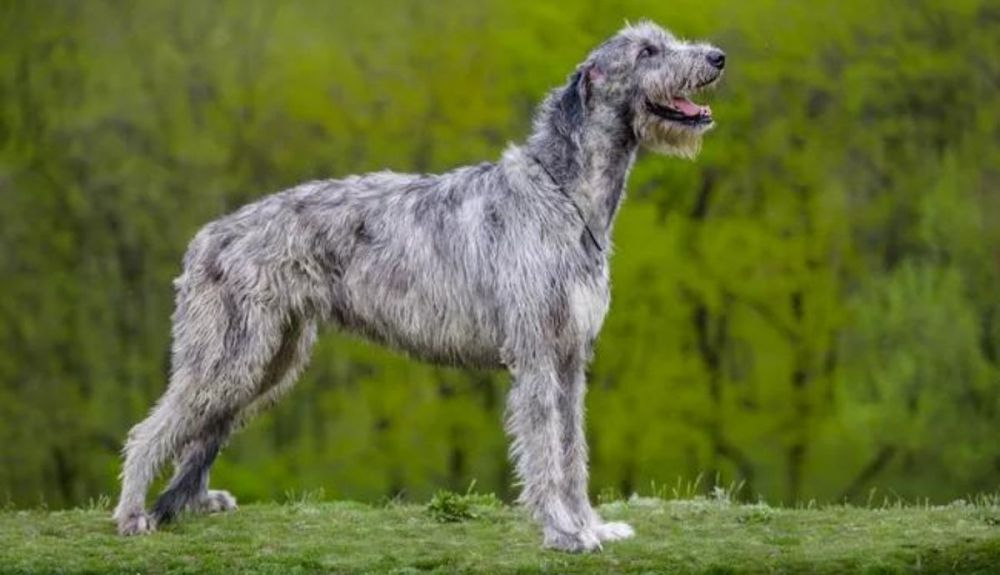 El perro lobo irlandés tiene un origen muy antiguo.