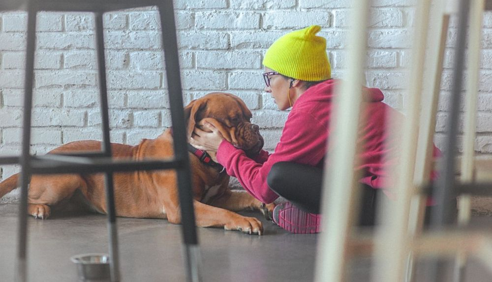 El dogo de burdeos es una de las razas más famosas de Francia.