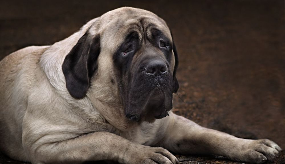 Un mastín inglés tuvo el récord del perro más grande del mundo.