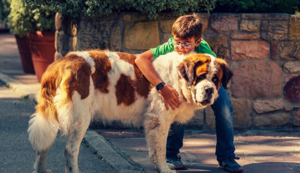 El san bernardo se creó para ser un perro de rescate.