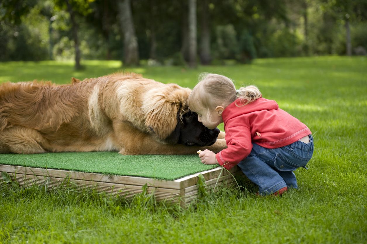 El leonberber es una de las razas de perros más grandes del mundo.
