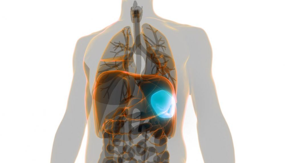 El bazo se encuentra en el lado izquierdo del abdomen. El bazo se encuentra en el lado izquierdo del abdomen.
