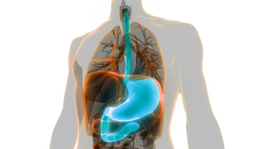 El estómago se puede extirpar como resultado de un cáncer o un traumatismo. El estómago se puede extirpar como resultado de un cáncer o un traumatismo.