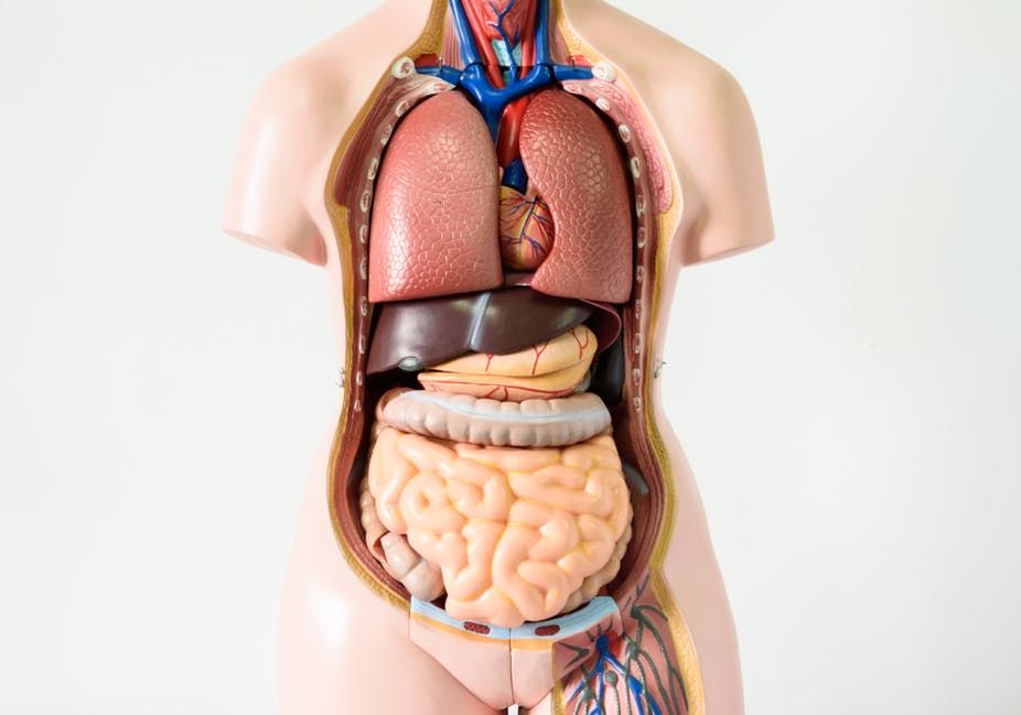 Existen órganos del cuerpo humano que no son vitales.