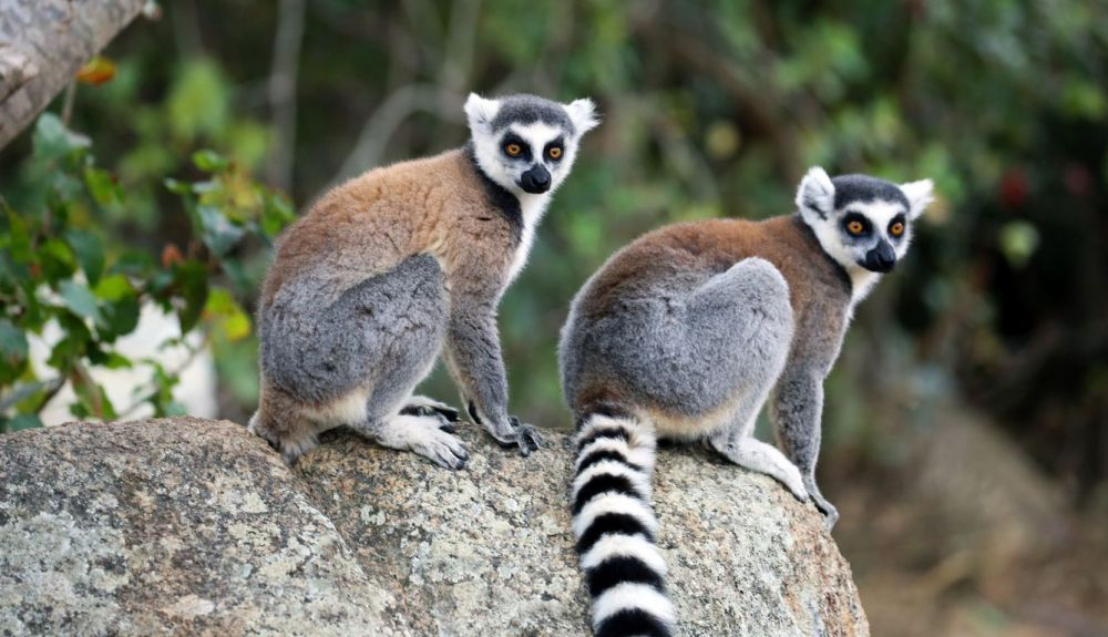 Un par de lémures de cola anillada (Lemur catta) posado sobre una roca en el Parque Nacional Isalo. Un par de lémures de cola anillada (Lemur catta) posado sobre una roca en el Parque Nacional Isalo.