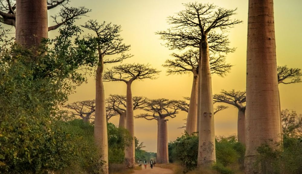 Imagen de la Avenida de los Baobabs al atardecer. Imagen de la Avenida de los Baobabs al atardecer.